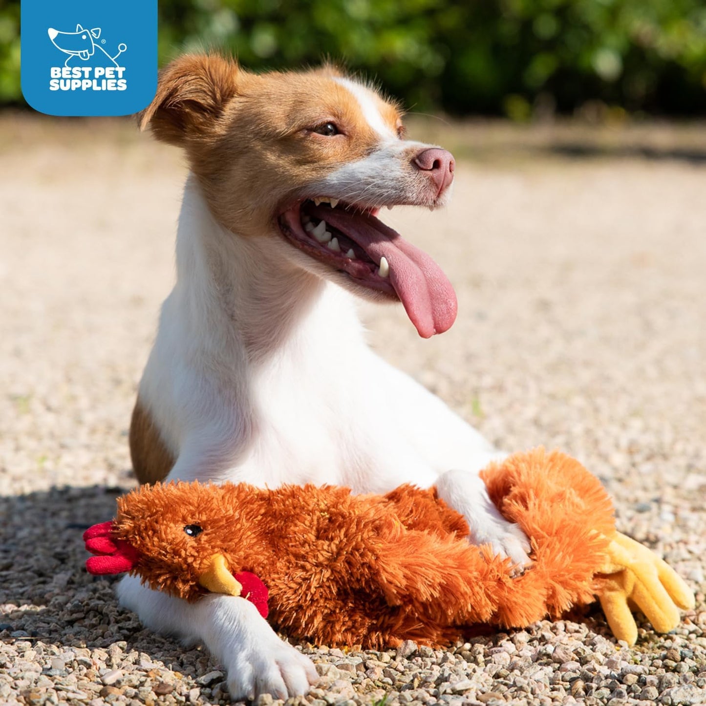 Chicken Crinkle Plush Dog Toys for Interactive Play