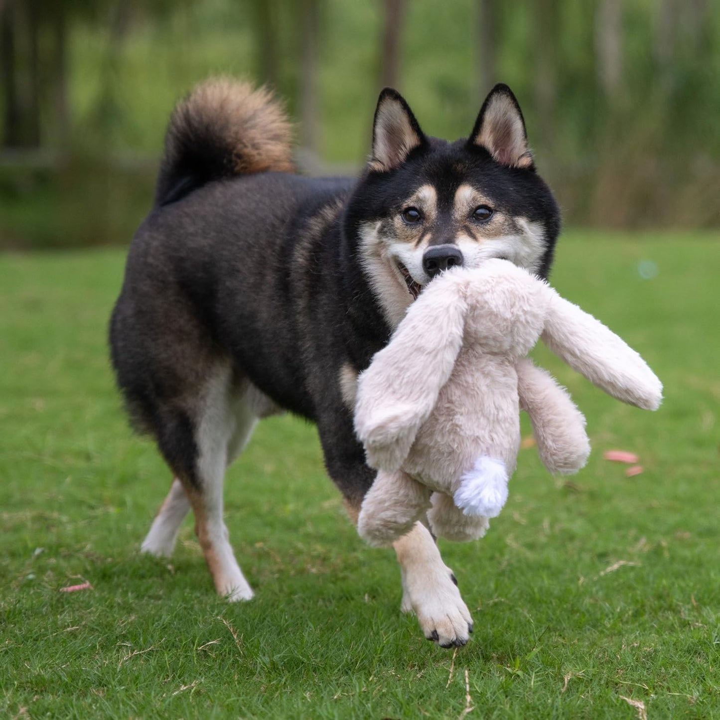 Interactive Bunny Buddy Dog Toy with Crinkle and Squeaky