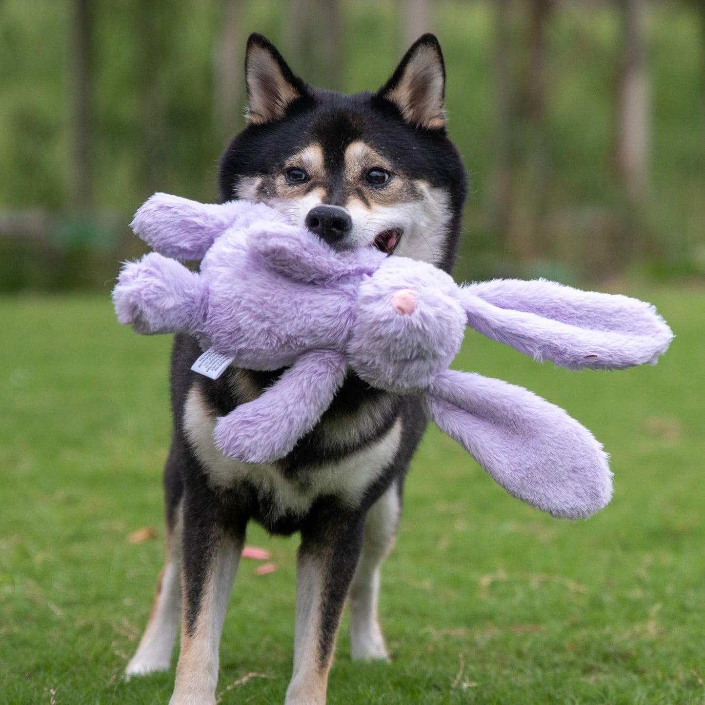 Interactive Bunny Buddy Dog Toy with Crinkle and Squeaky Enrichment