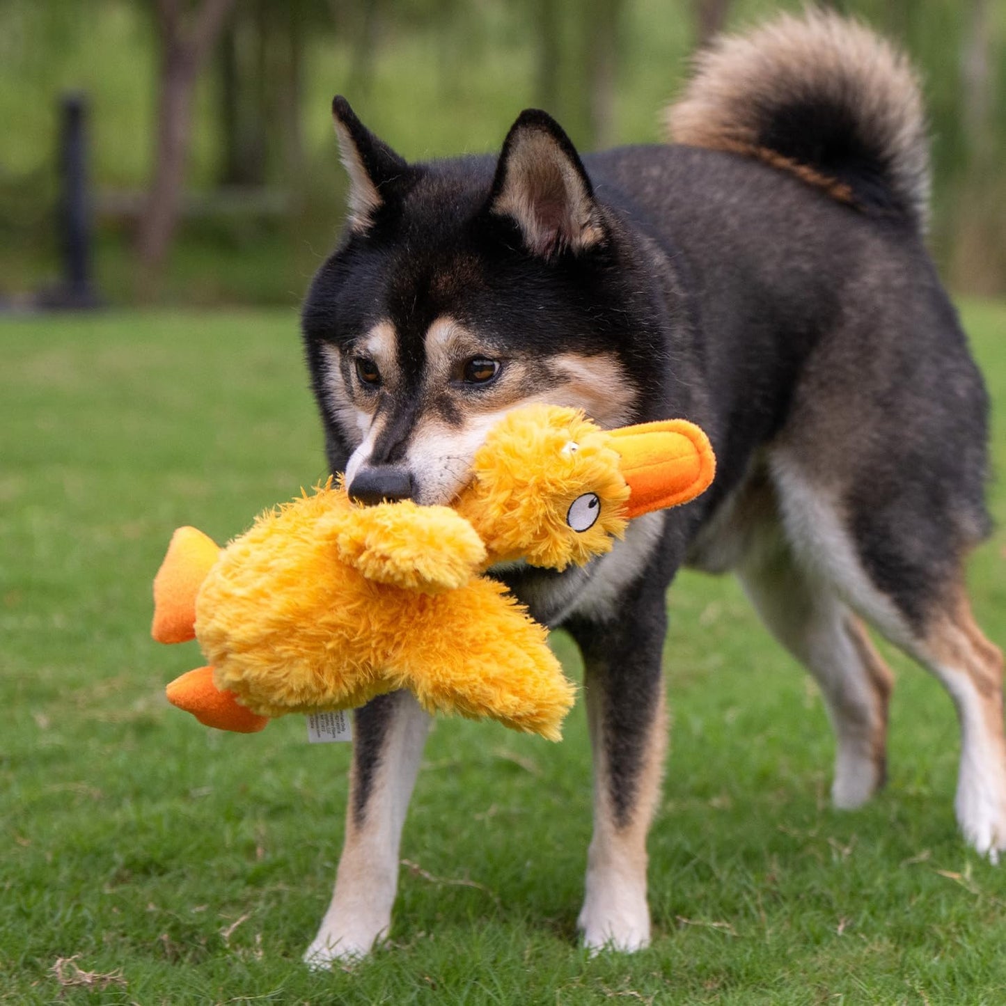 Ducky Doodle Squeaky Crinkle Plush Toy for Small and Medium Breed Puppies