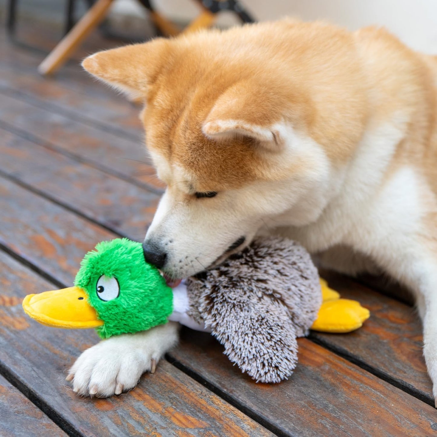 Interactive Mallard Mates Dog Toy with Crinkle and Squeaky Enrichment