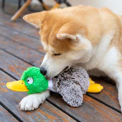 Interactive Mallard Mates Dog Toy with Crinkle and Squeaky Enrichment